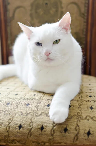 Bílá kočka s jinýma očima, ležící na židli — Stock fotografie