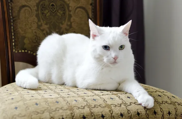 Farklı gözlerle bir sandalyenin üstüne yalan beyaz kedi — Stok fotoğraf