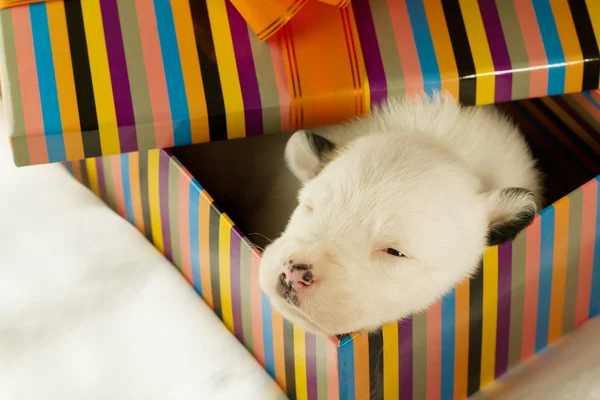 Новорожденный щенок спит — стоковое фото