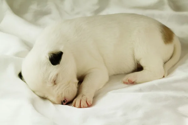 Novorozené štěně spí — Stock fotografie