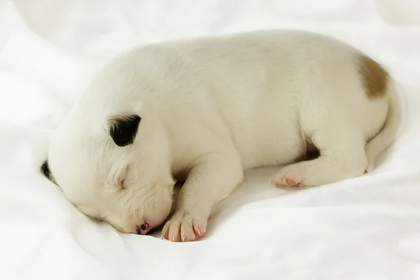Novorozené štěně spí — Stock fotografie