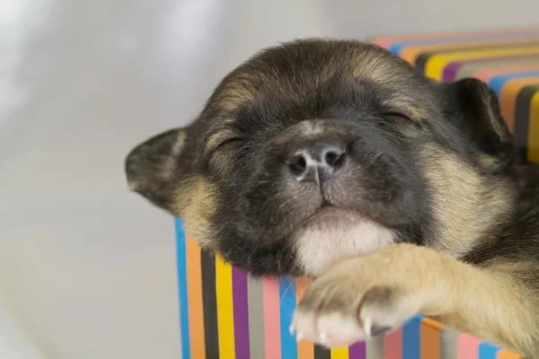 Новорожденный щенок спит — стоковое фото