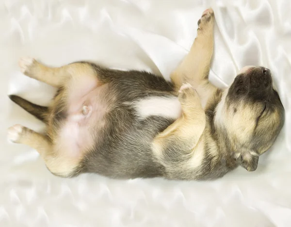 Cachorro recém-nascido dorme — Fotografia de Stock