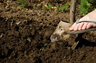 Digging with a shovel clipart