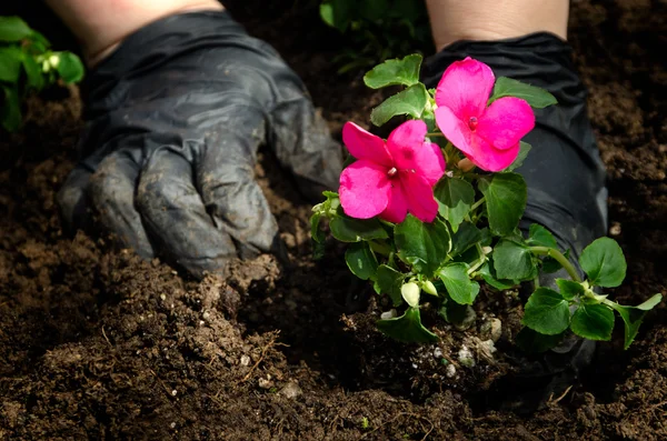 Planting pink flowers — Stock Photo, Image