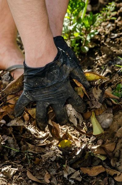 Руки собирают грязные листья — стоковое фото