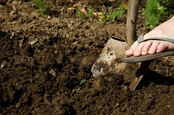 stock image Digging with a shovel