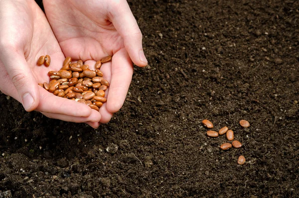 Twee hand bedrijf zaden — Stockfoto