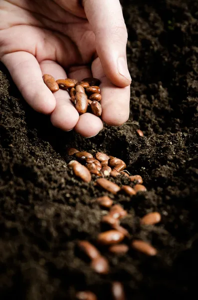 Planting bean seeds — Stock Photo, Image