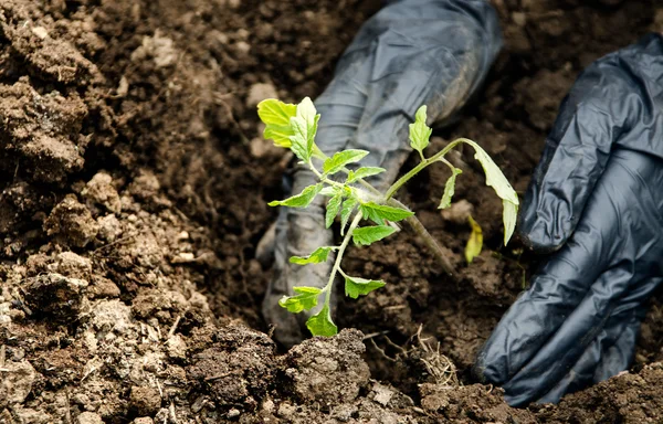Pflanzung einer grünen Pflanze — Stockfoto