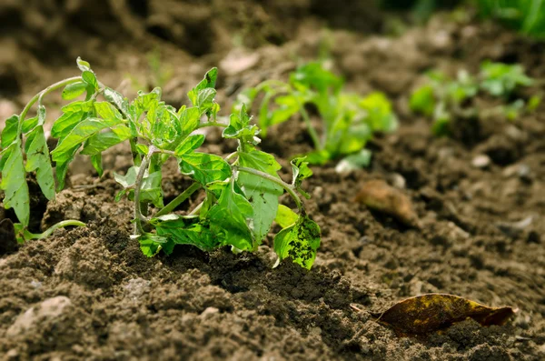 Green tomato plant — Stock Photo, Image