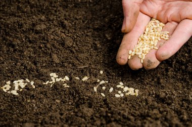 Planting seeds into soil clipart