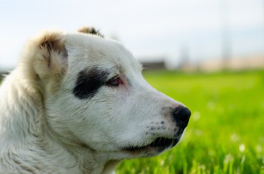 Köpeğin kafası