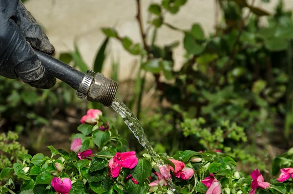 Water geven van bloemen in de tuin — Stockfoto