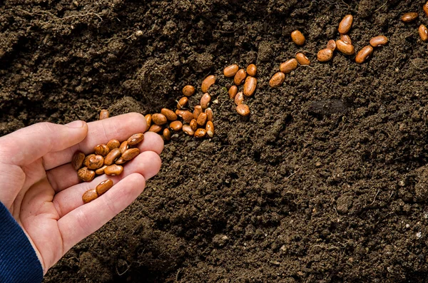 Planting been seeds — Stock Photo, Image