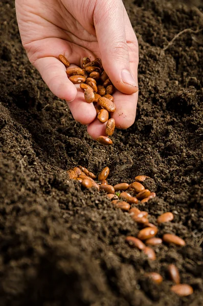 Homem plantando sementes — Fotografia de Stock
