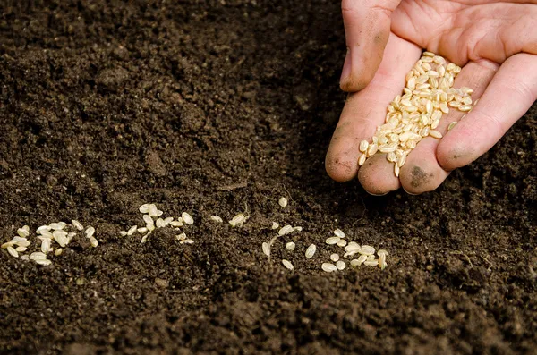 Planting seeds into soil — Stock Photo, Image