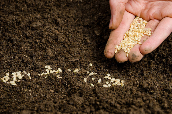 Planting seeds into soil