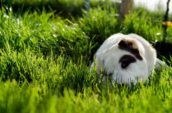 Hond in een gras te leggen — Stockfoto