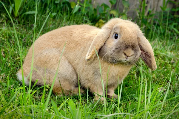 Bunny in gras — Stockfoto