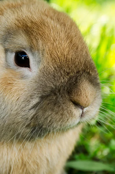 Um close de um coelho lá fora — Fotografia de Stock