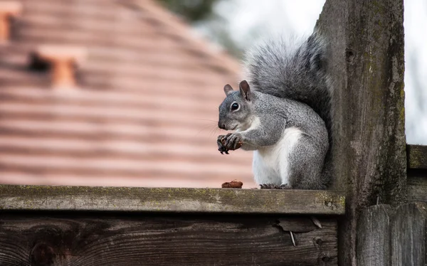 Squirrel eating nut — Stock Photo, Image