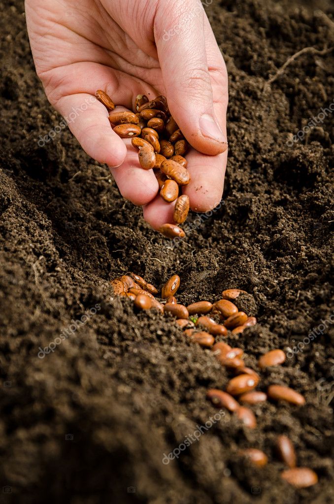 Man planting seeds — Stock Photo © danyk #10637143