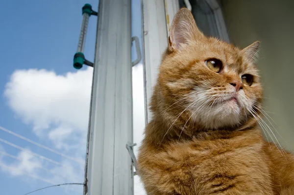 Red cat sitting against an old window — Stock Photo, Image