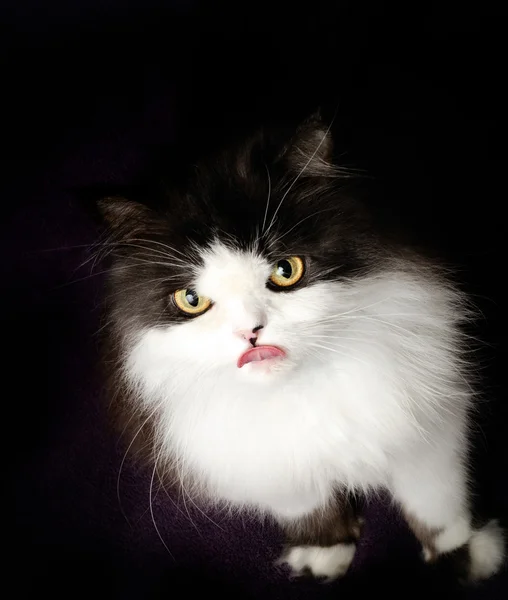 Gattino persiano su sfondo nero — Foto Stock