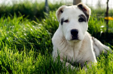 Dog laying down in grass clipart