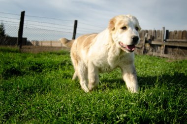 köpek çalıştırmak