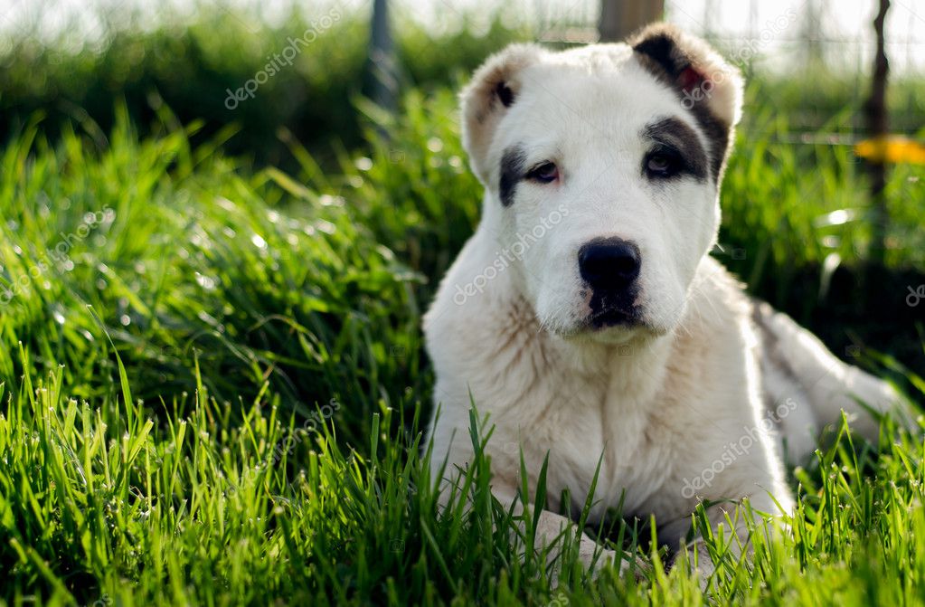 Dog Laying Down In Grass Stock Photo Image By C Danyk 9665214