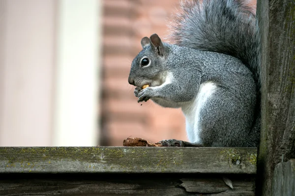 Squirrel with nut — Stock Photo, Image