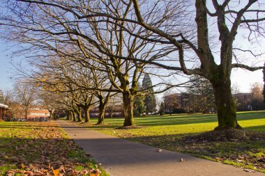 Autumn Trees and Leaves on College Campus clipart