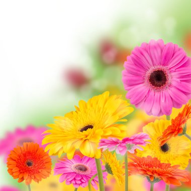 Blooming flowers clipart