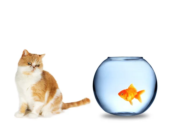 Fish and cat — Stock Photo, Image