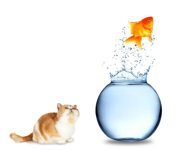 Peixe e gato — Fotografia de Stock