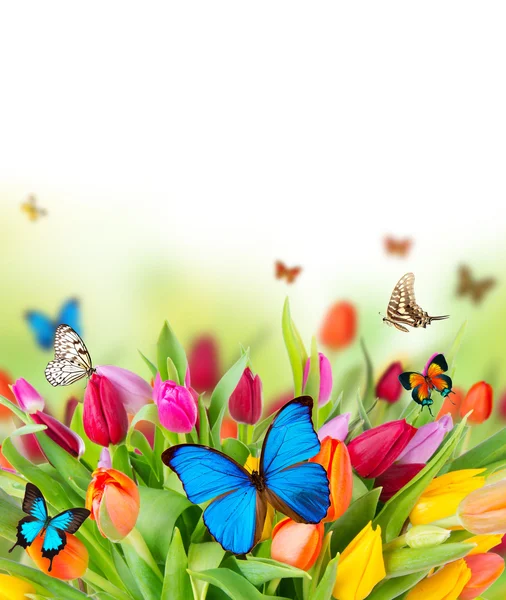 Butterflies on blossoms — Stock Photo, Image