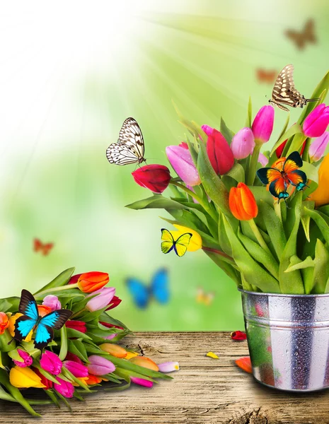 Метеликів на цвітіння — стокове фото