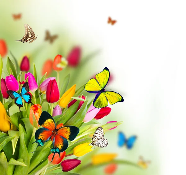 在花朵上的蝴蝶 — 图库照片