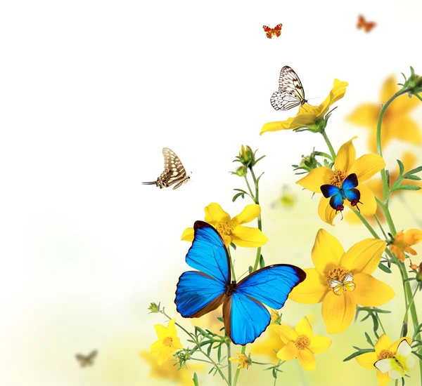 Stock image Butterflies in blooming meadow