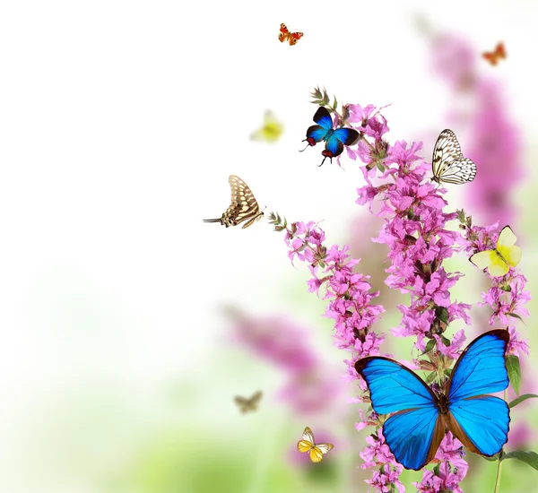 Schmetterlinge auf blühender Wiese — Stockfoto