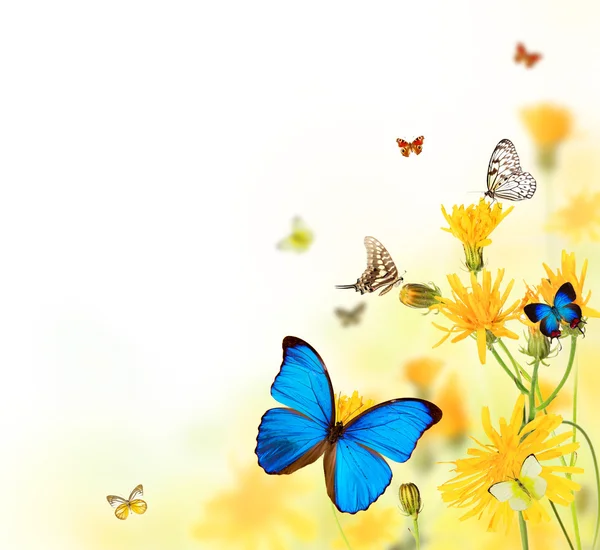 Vlinders in bloeiende weide — Stockfoto