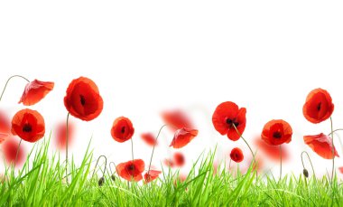 Poppy meadow clipart