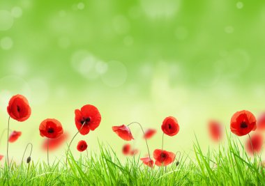 Poppy meadow clipart