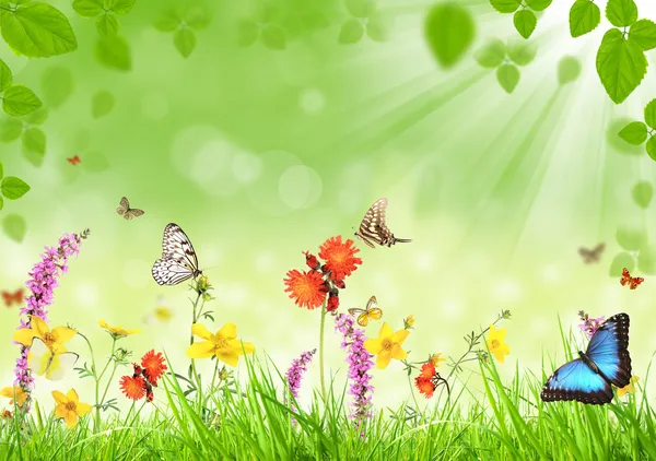 Spring meadow — Stock Photo, Image