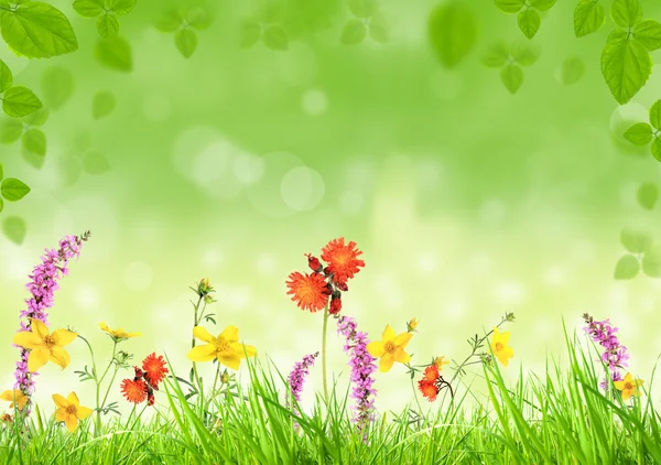 봄 초원 — 스톡 사진
