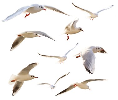 Seagulls clipart