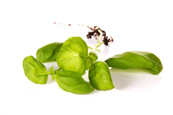Fresh herb — Stock Photo, Image