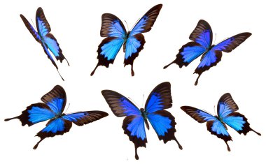 Exotic butterflies clipart